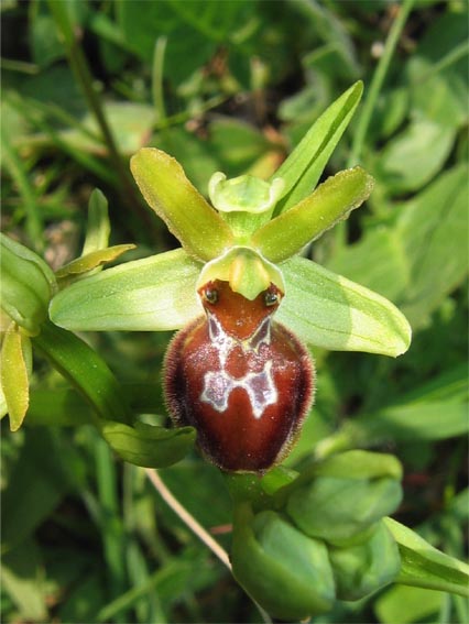 Or. papilionacea, Op. tenthredinifera, Op. sphegodes .......